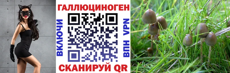 Купить  Сорск  Псилоцибиновые грибы MAGIC MUSHROOMS 